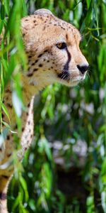 Guépard,Vue,Opinion,Animaux,Gros Chat,Fauve,Profil