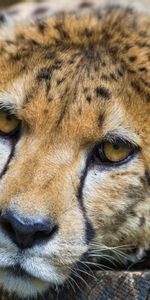 Animals,Opinion,Sight,Sorrow,Sadness,Cheetah