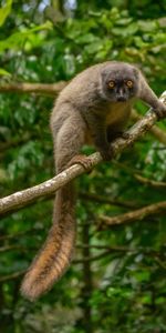 Animals,Opinion,Sight,Wildlife,Animal,Lemur,Branch