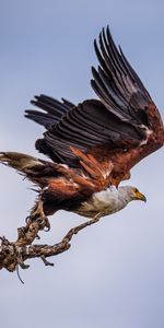 Animals,Orlagn,Orlagne,Bird,Branch,Predator,Wings