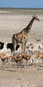 Flâner,Promenade,Animaux,Désert,Autruche,Girafe,Afrique