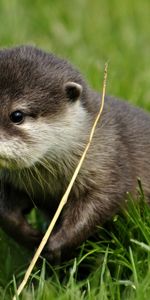 Animals,Otters