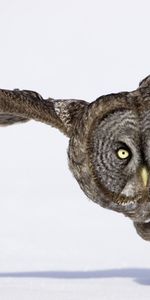 Animals,Owl