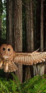 Animals,Owl