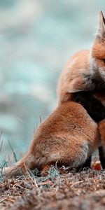 Animals,Pair,Bask,Fox Cubs,Lisita,Care,Couple