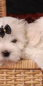 Animals,Pair,Basket,Maltese,Maltese Bolognese,Bow,Couple