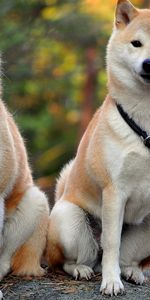 Animals,Pair,Beautiful,Akita Inu,Couple,Dogs