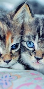 Chatons,Paire,Yeux Bleus,Coupler,Aux Yeux Bleus,Animaux,Mignon