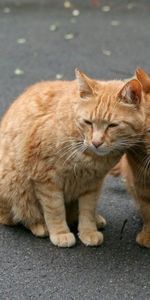 Animals,Pair,Care,Tenderness,Couple,Cats