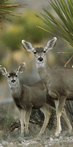 Animales,Desierto,Pareja,Par,Antílope,Chihuahua,México