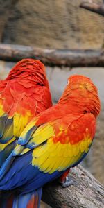 Animals,Pair,Color,Parrots,Feather,Couple