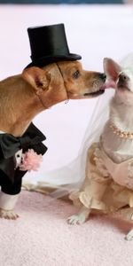 Animales,Boda,Pareja,Par,Disfraz,Traje,Perros