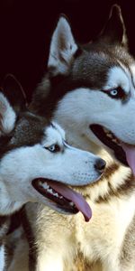 Animals,Pair,Dog,Tongue Stuck Out,Protruding Tongue,Husky,Haska,Dogs,Couple