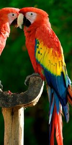 Animals,Pair,Feather,Colourful,Parrots,Colorful,Couple