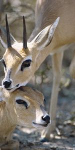 Animals,Pair,Goats,Antelope,Couple