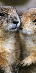 Animals,Pair,Gophers,Couple