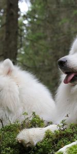 Soja,Laïka,Chien Samoyède,Le Chien De L’Année,Samoyède,Paire,Chevreau,Coupler,Animaux,Chiens