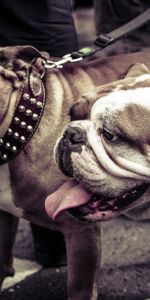 Animales,Pareja,Par,Correa,Cuello,Collar,Bulldogs,Perros