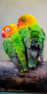 Animals,Pair,Lovebirds,Inseparables,Motley,Couple,Birds,Parrots,Multicolored