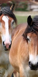 Paire,Coupler,Crinière,Animaux,Chevaux