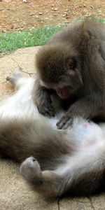 Animals,Pair,Monkeys,Care,Couple