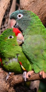 Animals,Pair,Nice,Nicely,Care,Tenderness,Amazon,Couple,Parrots