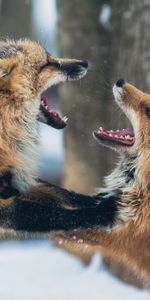 Animals,Pair,Playful,Aggression,Fox,Couple