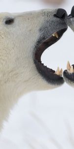 Animals,Pair,Playful,Anger,Polar Bears,Couple