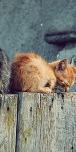 Animals,Pair,Playful,Stump,Penek,Kittens,Couple