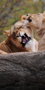 Animals,Pair,Predator,Game,Care,Couple,Lion