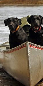 Animals,Pair,Rivers,Stones,Boat,Dogs,Couple