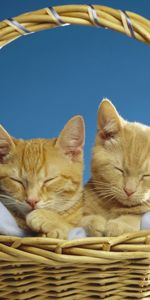 Animals,Pair,Sleep,Basket,Dream,Couple,Cats