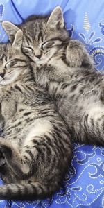 Animals,Pair,Sleep,Material,Lace,Dream,Kittens,Couple