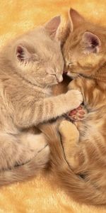 Animals,Pair,Sleep,Toddlers,Kids,Kittens,Couple,Dream