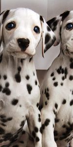 Animals,Pair,Spotted,Spotty,Dalmatians,Dalmatines,Couple,Puppies