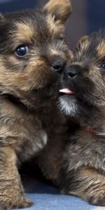 Animals,Pair,Tenderness,Dogs,Couple,Puppies