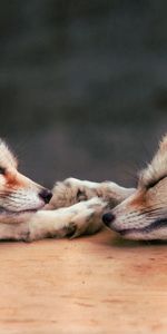 Animales,Zorro,Pareja,Par,Tumbarse,Mentir,Soñar,Dormir,Zorro Fennec,Zorro De Fennec,Un Zorro,Bozal