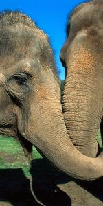 Animals,Pair,Trunk,Care,Elephants,Couple