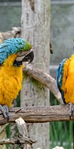 Animals,Pair,Zoo,Birds,Couple,Parrots