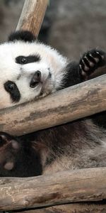 Animaux,Pandas