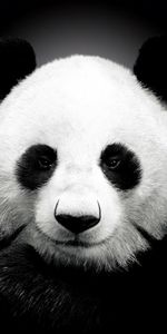 Animaux,Pandas