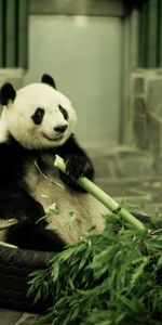 Animaux,Pandas