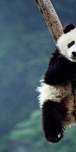 Animaux,Pandas