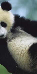 Animaux,Pandas