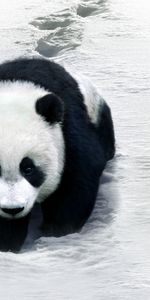 Animals,Pandas