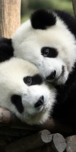 Animaux,Pandas