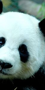 Animales,Pandas