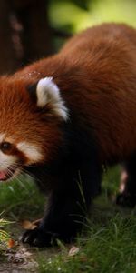 Animaux,Pandas