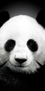 Animaux,Pandas