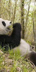 Animaux,Pandas